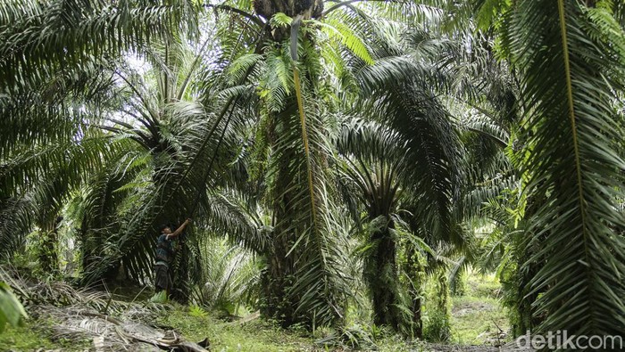 Meskipun usianya tidak lagi muda, seorang buruh sawit perempuan berjulukan Wati (44) di Kalimantan Barat tetap semangat mengakhiri pekerjaan. Ini potretnya.