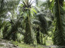 Warga dari 13 Desa di Muba Raup Cuan di Masa Peremajaan Sawit