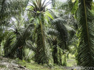 Sawit Nggak Cuma Hasilkan Minyak tapi Juga Daging, Ini Buktinya