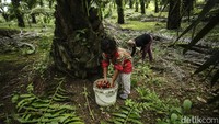 Selain sosok Wati di kebun sawit ini juga terdapat seorang balita umur 3 tahun bernama Lara dan ibunya bernama Desi (27).