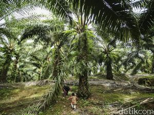 BPDP Gelontorkan Rp 705,6 Miliar untuk 4.000 Beasiswa SDM Sawit