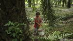 Semangat Petani Sawit Wanita di Kalimantan Barat