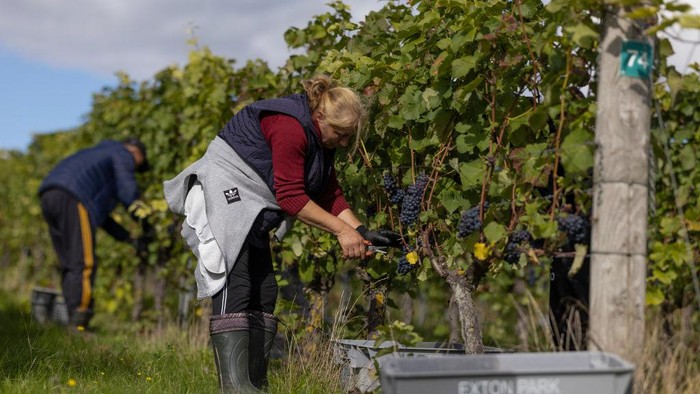 1428638697 SOUTHAMPTON, ENGLAND - SEPTEMBER 28: A grape press is loaded at Exton Park vineyard on September 28, 2022 in Southampton, England. The drought conditions across the South of England this summer have created perfect conditions for UK vineyards, including Exton Park in South Downs national park. The estate produces a range of wines including Pinot Noir, Chardonnay and Pinot Meunier. Most UK winemakers are expecting a bumper crop of grapes in 2022, which is set to be one of the best years to date for the sector. (Photo by Dan Kitwood/Getty Images)