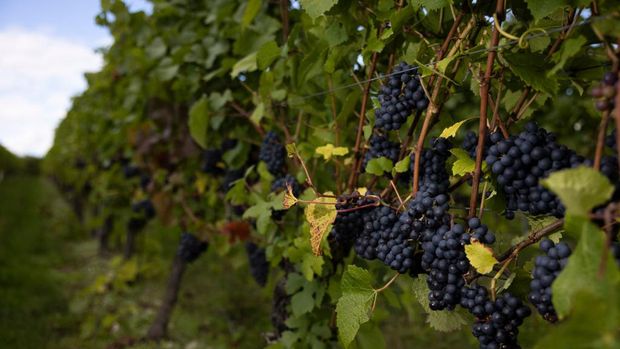 SOUTHAMPTON, ENGLAND - SEPTEMBER 28: A grape press is loaded at Exton Park vineyard on September 28, 2022 in Southampton, England. The drought conditions across the South of England this summer have created perfect conditions for UK vineyards, including Exton Park in South Downs national park. The estate produces a range of wines including Pinot Noir, Chardonnay and Pinot Meunier. Most UK winemakers are expecting a bumper crop of grapes in 2022, which is set to be one of the best years to date for the sector. (Photo by Dan Kitwood/Getty Images)