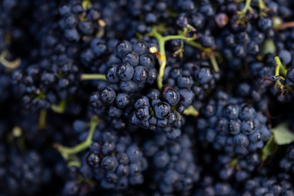 SOUTHAMPTON, ENGLAND - SEPTEMBER 28: A grape press is loaded at Exton Park vineyard on September 28, 2022 in Southampton, England. The drought conditions across the South of England this summer have created perfect conditions for UK vineyards, including Exton Park in South Downs national park. The estate produces a range of wines including Pinot Noir, Chardonnay and Pinot Meunier. Most UK winemakers are expecting a bumper crop of grapes in 2022, which is set to be one of the best years to date for the sector. (Photo by Dan Kitwood/Getty Images)