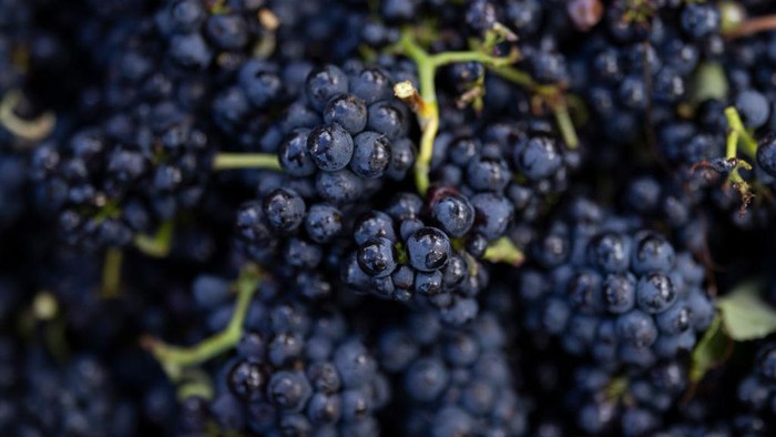 6 Manfaat Anggur untuk Kesehatan, Bisa Meningkatkan Daya Ingat