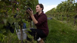 Mengintip Panen Anggur di Inggris yang Lagi Krisis Biaya Hidup Mahal