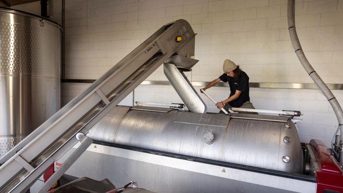 SOUTHAMPTON, ENGLAND - SEPTEMBER 28: A grape press is loaded at Exton Park vineyard on September 28, 2022 in Southampton, England. The drought conditions across the South of England this summer have created perfect conditions for UK vineyards, including Exton Park in South Downs national park. The estate produces a range of wines including Pinot Noir, Chardonnay and Pinot Meunier. Most UK winemakers are expecting a bumper crop of grapes in 2022, which is set to be one of the best years to date for the sector. (Photo by Dan Kitwood/Getty Images)