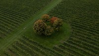 Foto drone menunjukkan aerial kebun anggur yang siap panen di Southampton, Inggris, Rabu (28/9/2022).
