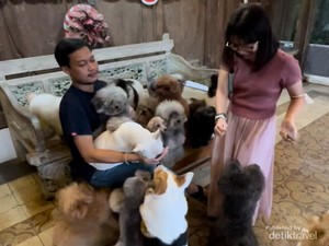 Gemasnya Anjing-anjing di Rumah Guguk, Yuk ke Sini!