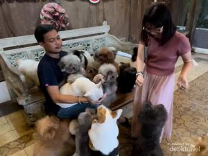 Gemasnya Anjing-anjing di Rumah Guguk, Yuk ke Sini!