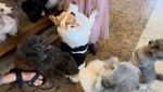 Gemasnya Anjing-anjing di Rumah Guguk, Yuk ke Sini!