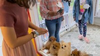Bermain bersama anjing di Rumah Guguk
