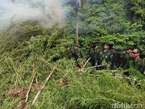 7 Jenderal BNN Turun Tangan Musnahkan Ladang Ganja di Aceh Besar