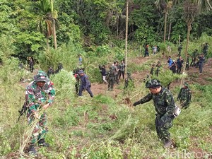 BNN Temukan 7 Hektare Ladang Ganja di Aceh Besar