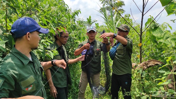 Jaring burung dan jerat satwa merupakan salah satu ancaman keanekaragaman hayati yang sering ditemui ketika patroli Jaring burung dan jerat satwa merupakan salah satu ancaman keanekaragaman hayati yang sering ditemui ketika patroli