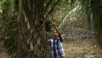 Wiradi merupakan salah satu petani sawit yang membuka lahan di tanah sendiri, kini sudah 11 tahun ia berprofesi sebagai petani sawit.