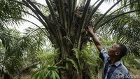 Total dari 1,6 hektar miliknya ia mampu memperoleh hasil panen hingga 2 ton lebih, biasanya sawit akan panen dalam satu bulan sekali.