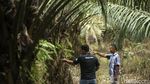 Sepenggal Kisah Petani Sawit di Ujung Negeri