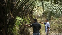 Modal yang cukup besar membuatnya mengikuti Kredit Usaha Rakyat (KUR), bersama BRI Wiradi kini dapat membuka lahan barunya. Uang yang didapat dari pinjaman digunakannya untuk membuka lahan hingga membeli bibit sawit.