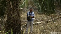 Meski telah membuka lahan baru ia menjelaskan bahwa pohon sawit baru akan produktif pada 8 hingga 10 tahun dengan hasil buah yang bagus.