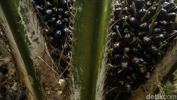 Wiradi merupakan salah satu petani sawit yang membuka lahan di tanah sendiri di Dusun Risau, Jagoi Babang, Kalimantan Barat. Begini kisah usahanya.