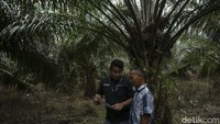 Penghasilan yang kecil itu harus dibaginya dengan para petani yang bekerja merawat ladang sawitnya. Wiradi berharap Pemerintah dapat membantu menaikkan harga sawit agar penghasilannya dapat meningkat seperti sediakala.