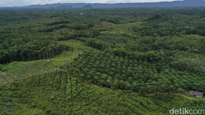 Cerita Petani Sawit di Ujung Negeri Wiradi merupakan salah satu petani sawit yang membuka lahan di tanah sendiri di Dusun Risau, Jagoi Babang, Kalimantan Barat. Begini kisah usahanya.