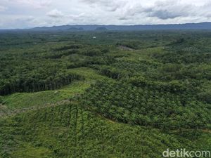 Agrinas Garap 27 Ribu Hektare Lahan Sawit Sitaan Negara di Lamandau