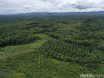 Walhi Kalteng Temukan Masalah Plangisasi Satgas PKH di Perusahaan Sawit