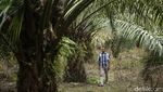 Sepenggal Kisah Petani Sawit di Ujung Negeri
