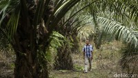 Wiradi berjalan di kebun sawit miliknya di Dusun Risau, Jagoi Babang, Kalimantan Barat, Senin (5/9/2022).