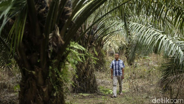 Wiradi merupakan salah satu petani sawit yang membuka lahan di tanah sendiri di Dusun Risau, Jagoi Babang, Kalimantan Barat. Begini kisah usahanya.