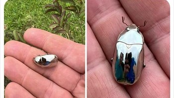 Seorang pria menemukan kumbang langka yang tubuhnya seperti cermin. Foto: Bored Panda