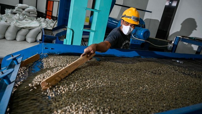 This photo taken on September 19, 2022 show workers sorting organic Gayo arabica coffee beans for export to the US and Europe at the Ketiara coffee warehouse in the highlands of Takengon, Aceh province. (Photo by CHAIDEER MAHYUDDIN / AFP) (Photo by CHAIDEER MAHYUDDIN/AFP via Getty Images)
