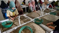 Pekerja menyortir biji kopi arabika Gayo untuk diekspor ke Amerika Serikat dan Eropa. Mereka melakukannya dengan teliti.