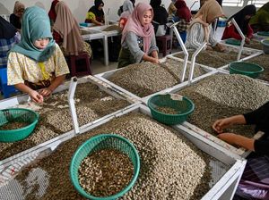 Harum Kopi Arabika Gayo Tembus Pasar Eropa dan AS