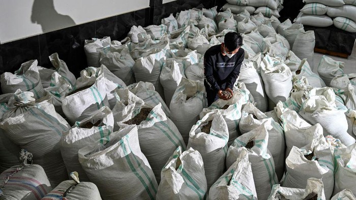Harum Kopi Arabika Gayo Tembus Pasar Eropa dan AS This photo taken on September 19, 2022 show workers sorting organic Gayo arabica coffee beans for export to the US and Europe at the Ketiara coffee warehouse in the highlands of Takengon, Aceh province. (Photo by CHAIDEER MAHYUDDIN / AFP) (Photo by CHAIDEER MAHYUDDIN/AFP via Getty Images)