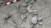 Pemandangan situs penggalian Gomphothere, kerabat gajah modern yang telah punah. Gomphothere berkeliaran di Chile selatan ribuan tahun yang lalu dan mungkin menjadi sasaran perburuan oleh penduduk wilayah tersebut, menurut para ilmuwan Chile.