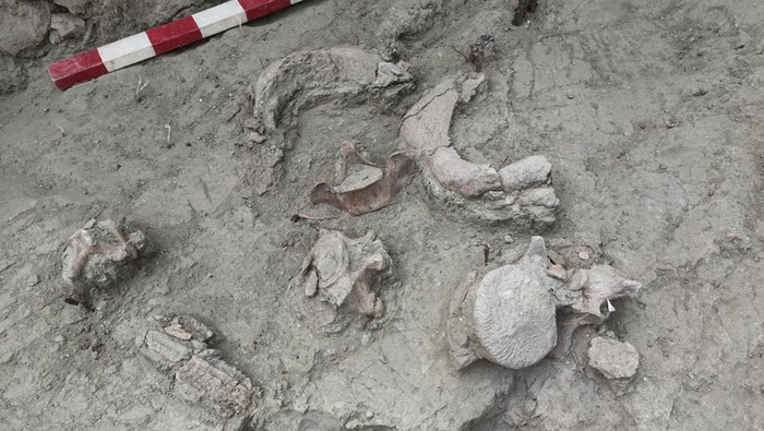 Ilmuwan Chile Temukan Fosil Gajah Berusia 12 Ribu Tahun, Begini Potretnya A palaeontologist works at an excavation site where Gomphotheres, an extinct relative of the modern elephant, remains were found at the Tagua Tagua area, Rancagua, Chile September 25, 2022. Tagua Tagua Milenaria-Universidad de O'Higgins/Christian Didi Moreno/Handout via REUTERS. THIS IMAGE HAS BEEN SUPPLIED BY A THIRD PARTY. MANDATORY CREDIT. NO RESALES. NO ARCHIVES.