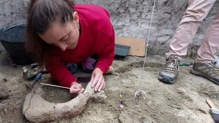Ilmuwan Chile Temukan Fosil Gajah Berusia 12 Ribu Tahun, Begini Potretnya A palaeontologist works at an excavation site where Gomphotheres, an extinct relative of the modern elephant, remains were found at the Tagua Tagua area, Rancagua, Chile September 25, 2022. Tagua Tagua Milenaria-Universidad de O'Higgins/Christian Didi Moreno/Handout via REUTERS. THIS IMAGE HAS BEEN SUPPLIED BY A THIRD PARTY. MANDATORY CREDIT. NO RESALES. NO ARCHIVES.