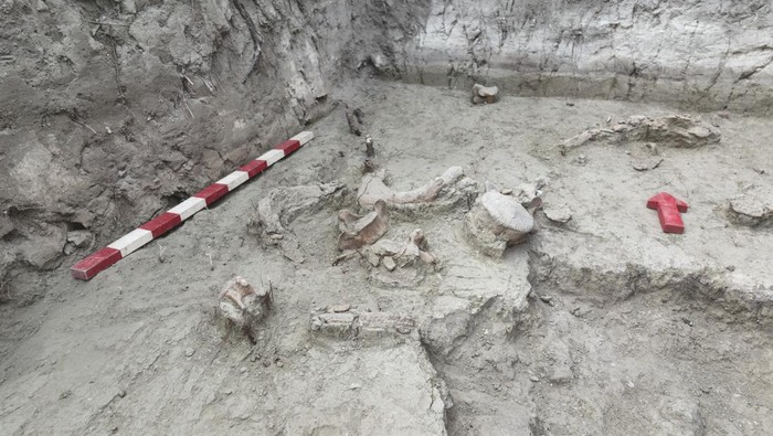 Ilmuwan Chile Temukan Fosil Gajah Berusia 12 Ribu Tahun, Begini Potretnya A palaeontologist works at an excavation site where Gomphotheres, an extinct relative of the modern elephant, remains were found at the Tagua Tagua area, Rancagua, Chile September 25, 2022. Tagua Tagua Milenaria-Universidad de O'Higgins/Christian Didi Moreno/Handout via REUTERS. THIS IMAGE HAS BEEN SUPPLIED BY A THIRD PARTY. MANDATORY CREDIT. NO RESALES. NO ARCHIVES.