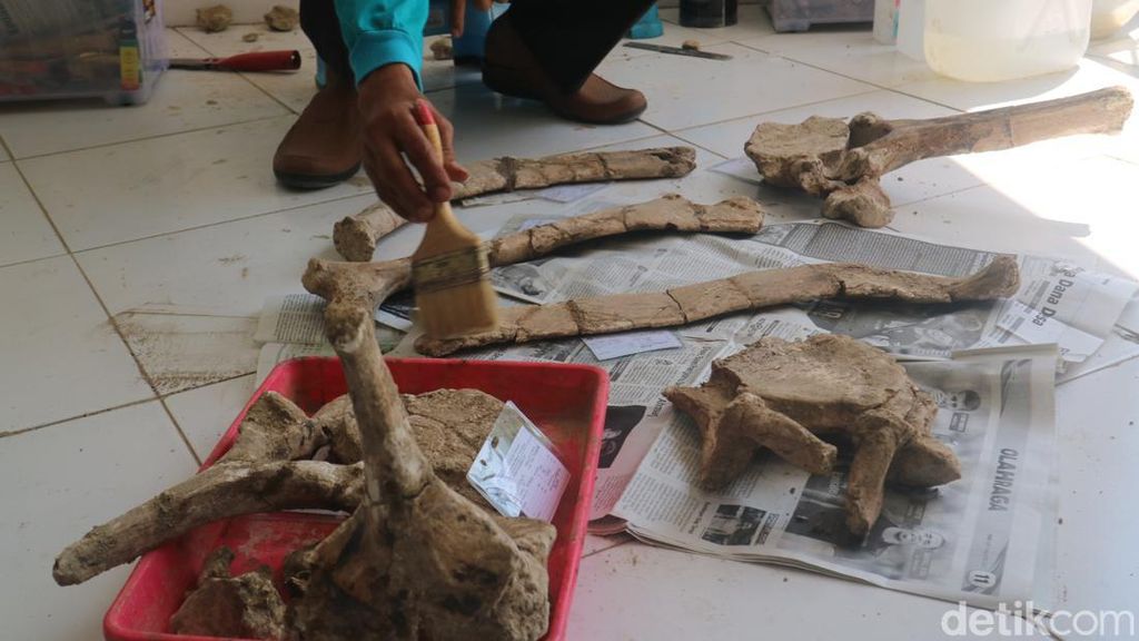 Museum Purbakala Patiayam Selamatkan Fragmen Rusa-Gajah Purba