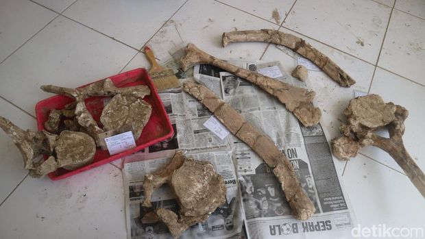 Museum Situs Purbakala Patiayam Kudus melakukan penyelamatan fragmen hewan purba, Kamis (29/9/2022).
