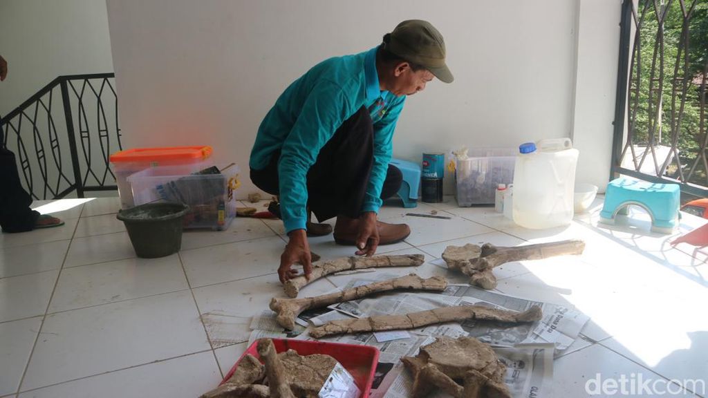 Museum Patiayam Kudus Temukan Fosil Rusa-Gajah Purba Berumur Jutaan Tahun