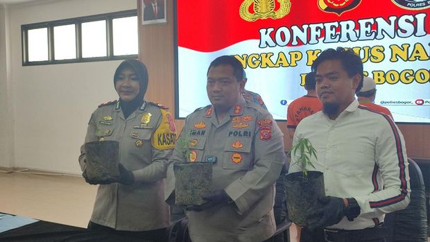 Polisi menangkap 2 pria di Bogor karena menanam ganja di rumahnya.