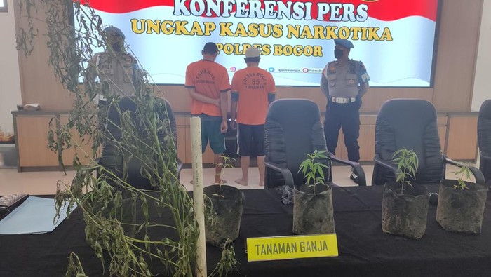 Polisi menangkap 2 pria di Bogor karena menanam ganja di rumahnya.