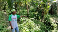 Kawasan tambang mangan Kliripan ini berhenti beroperasi pada 1980-an. Kini kawasan tambang vertikal ini telah ditetapkan sebagai cagar budaya.  Foto: Jalu Rahman Dewantara / detikJateng