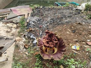 Bukan Bunga Bangkai, Ternyata Ini Jenis Tanaman yang Bikin Heboh Warga Depok