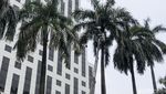 Wow! Pangkas Pelepah Palem di Senayan Pakai Crane Lho